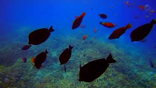 Enchanting Aquarium 4K: A Screensaver of Underwater 4K With Calming Music Fade to Black Screen
