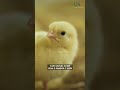 masa pakai tempat pakan baby chick jangan salah pakai