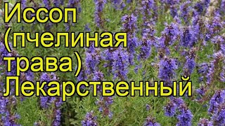 Иссоп лекарственный. Краткий обзор, описание характеристик, где купить саженцы, семена