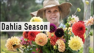 Life as Flower Farmer Florist | Dahlia Season, Labelling Dahlias and a Finished Pergola. Autumn Fall