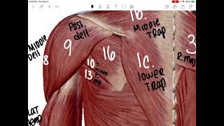 ANP I Practical Review: UE Muscle IDs, Common Actions \u0026 Nerves