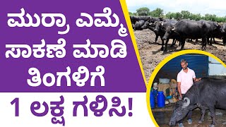 Murrah Buffalo Farming Course in Kannada - How to Start a Murrah Buffalo Farming? | Now in FFA