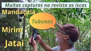 Muitas capturas na revista as iscas #tubuna #mandaçaia #jatai #mirim #abelhas #natureza #bees #asf