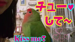 #Shorts【キスをしに出てくるコザクラインコ♥】Parakeet that comes out to kiss♥