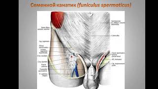 Яичко; строение, аномалии развития