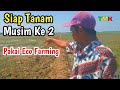 Persiapan Tanam Padi Ke Dua Dengan Pupuk Eco Farming