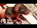 Newborn Mouse Found On Floor Now Sleeps Inside A Sock | The Dodo Little But Fierce