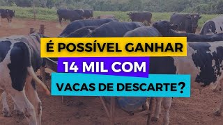 14 mil por mês apenas com vacas de descarte? Mito ou verdade ?