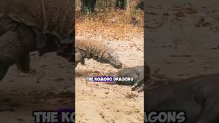 The Controversy of Releasing Pigs on Komodo Island for Komodo Dragons #KomodoDragons  #shorts