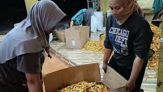 harga cabe dan sayur tgl 13 Januari,2025, dikab Magelang, Jawa Tengah #petanimiliarder #fypシviral