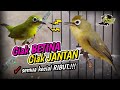 Kombinasi Ciak BETINA Dan Ciak JANTAN Kecial Kuning Bikin Semua Kecial RIBUT‼️| PEPADU KECIAL