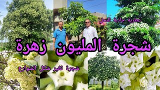 الستونيا شجرة المليون زهرة ستونيا Alstonia scholaris مزهرة عطرية رحيقية طبية تذهل بجمالها وفوائدها