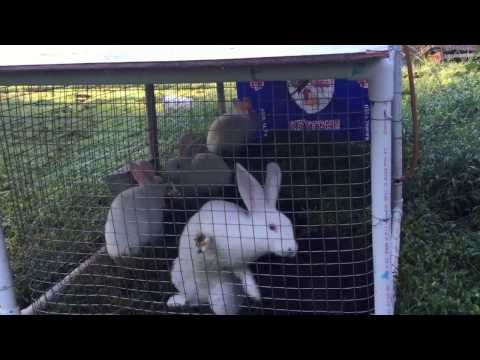 How to build a PVC rabbit tractor with roof chicken tractor. Sustainable backyard farm meat rabbits How to build a PVC rabbit tractor with roof chicken tractor. Sustainable backyard farm meat rabbits