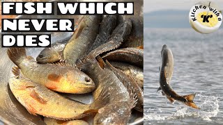 Climbing Perch Fish still alive after fish cutting \u0026 cooking best fish recipe ever | KwaK Creations