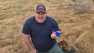 Banding Our Bull Calves (First Time!) Turning Bulls Into Steers