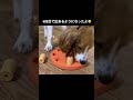 犬の知育玩具レベル1をマスターしたよ shorts dog toys