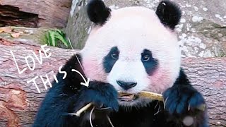 圓仔抱住樹幹狂磨蹭，圓仔說：偶覺得有點癢|熊貓貓熊The Giant Panda Yuan Yuan and Yuan Bao|台北市立動物園