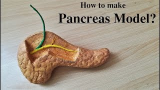 Making Pancreas Model