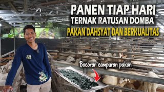 NGERI ❗PANEN CUAN TIAP HARI ,TERNAK RATUSAN DOMBA SERASA MUDAH