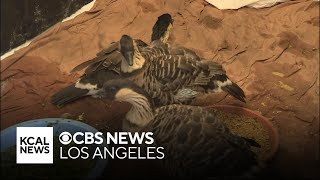 Four of the world's rarest geese found in Southern California women's backyard