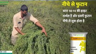 14 क्विटंल प्रति एकड़ सरसों टॉप किस्म - Star Agri Seeds 10-15