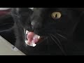 cat meowing gone wrong