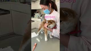 動物病院に来た！一回目のワクチンです。#shorts #short #shibainu #柴犬 #柴犬ショーロンポー