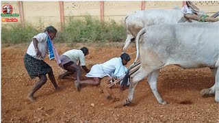 🤨పత్తికొండ ఎద్దుల సంతలో గుంటక తోలుతూ అకస్మాత్తుగా జరిగిన సంఘటన 🙄 | Pattikonda bull's market ||..