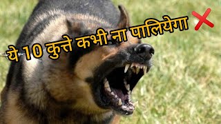 👹ये 10 कुत्ते कभी ना पालियेगा ❌ | Top 10 Dogs Banned In India | Dangerous Dogs | Killer Dogs