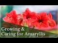 How to Plant, Grow, and Care for Amaryllis Bulbs | Growing Amaryllis | Amaryllis Care