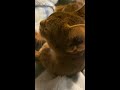 【アビシニアン】最も犬に近い猫、、、でしょ🐈 shorts