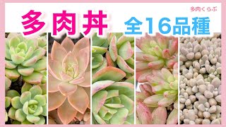 【多肉植物】多肉丼❣️全16品種【普及種多数】ご紹介します