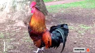 #gallos cantan #rooster #crowing