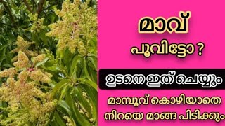 മാമ്പൂ പൊഴിയാതെ നിറയെ മാങ്ങ പിടിക്കാൻ / Mango Tree Care Malayalam