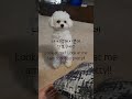 나좀봐 나좀봐 이렇게이쁜 나좀봐 강아지애교 비숑 강아지 dog