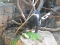 上野動物園のマレーグマ　フジ　2014年11月27日　前編