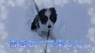 【ボーダーコリー】ライ初雪体験