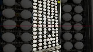 Egg Counter | Camera-based Eggs Counting for Conveyor Belts with Computer Vision & AI