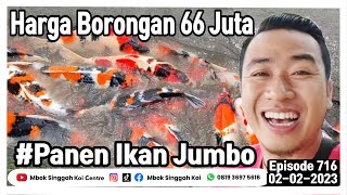 PANEN IKAN KOI JUMBO SIZE 50 UP DARI KOLAM SAWAH, HARGA BORONGAN 66 JUTA RUPIAH | @MbokSinggah