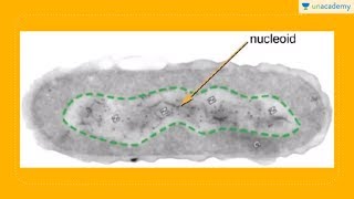 Nukleoid, Ribosom, dan Plasmid Sel Prokariot (Biologi - SBMPTN, UN, SMA)