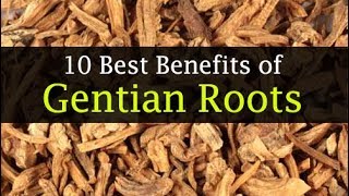 Gentian Root Benefits for Skin, Hair, Digestion