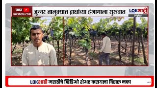 Sangli News | निर्यातक्षम द्राक्षांच्या हंगामाला सुरुवात; 8-10 टन द्राक्षांची युरोपमध्ये निर्यात!