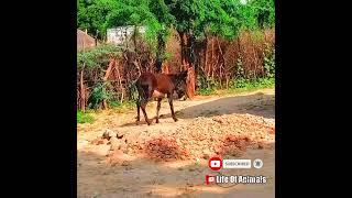 Black Donkey Short Video