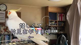 大好きなキューピー3分クッキングが始まってしまった。オカメインコさくら