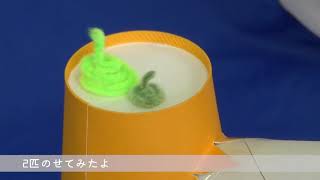 広島市こども文化科学館　モールヘビのダンス～「音」をみよう！～