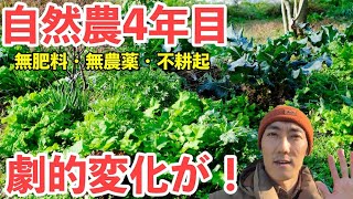 キャベツも白菜も豊作！自然農4年目の畑大公開！【自然農】【不耕起】【無肥料】