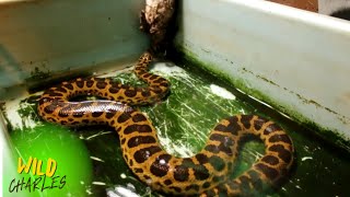 Feeding Time! Watch a HUGE Yellow Anaconda Devour Rabbits