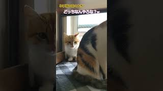 SPな猫　#ねこのいる生活 #cute #三毛猫 #茶トラ