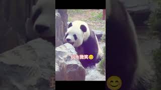 你见过这么爱笑的大熊猫吗？大熊猫飞云的微笑瞬间。