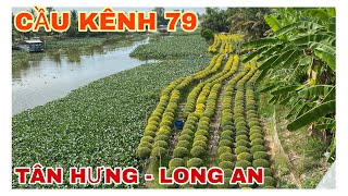 Phát Hiện Con Kênh Nhỏ Cặp Quốc Lộ 62 - Long An, Trúng Ngay Ổ Cá Rô Đồng Ẩn Núp Dưới Lớp Cỏ Cháy.